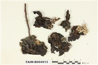 藏品(貓耳衣屬)的圖片